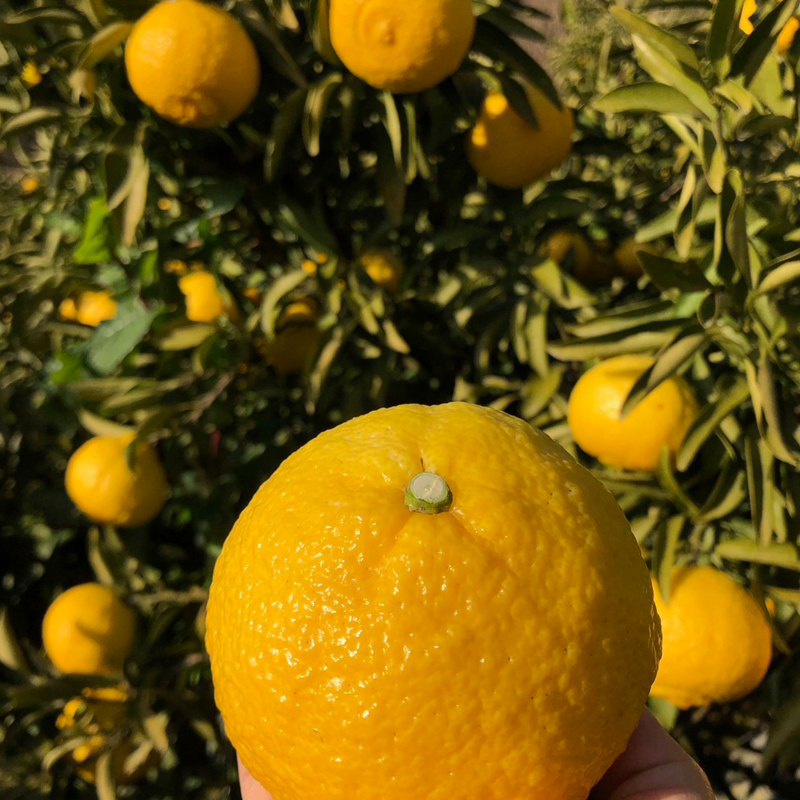 【2月初旬頃発送予定】春を呼ぶ はるか 家庭用 4kg | みかん 4kg みかん 愛媛 みかん 松山 みかん 農家直送 家庭用 柑橘 愛媛 松山 北条 果物 フルーツ 産地直送 みかん 農園直送