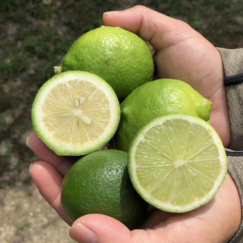 さわやか果実 ライム 約3kg | ライム みかん 柑橘 国産ライム ジュース カクテル スイーツ サラダ 愛媛 松山 北条 果物 フルーツ 産地直送 ライム 約3kg