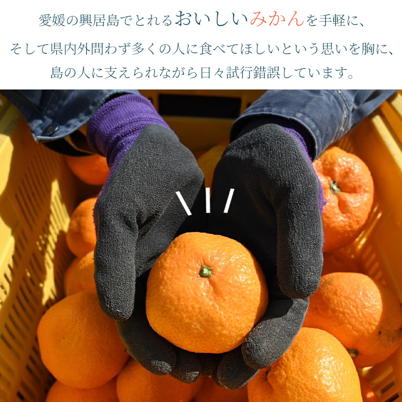 【先行予約】 はるみ 約5kg