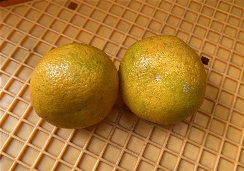 宮内伊予柑 いよかん 5kg(約20個) 自然栽培 【先行予約 2026年1月中旬ごろ発送】 | 伊予柑 ミカン 柑橘 みかん 期間限定 フルーツ 果物 果実 愛媛県産 愛媛 松山 農薬不使用 5kg ¥10,000