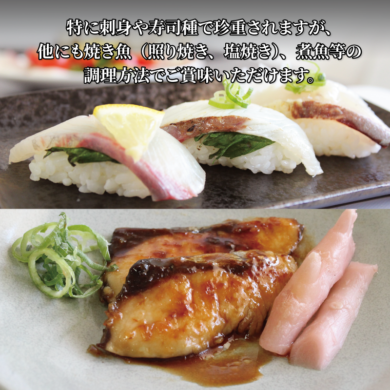 活じめ！神経抜き！ひらまさフィレ半身1枚 鮮魚 刺身 お刺身 お刺し身 魚介 海の幸 冷蔵 ひらまさ ヒラマサ 愛媛県 松山市 半身1枚