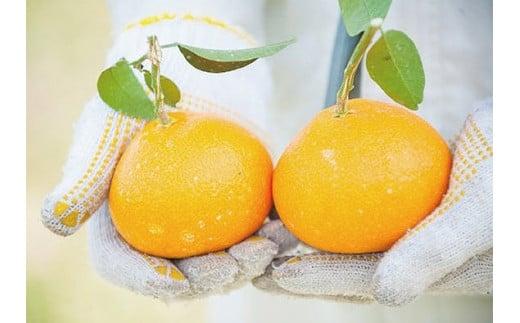 【2026年1月中旬ごろから発送】甘平(かんぺい) 家庭用(優品) 約3kg