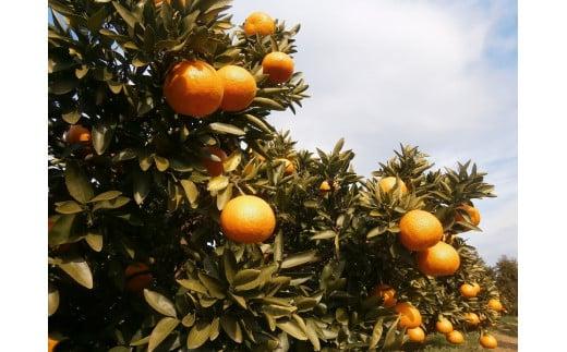 【2026年3月中旬から発送予定】みかん きよみ 家庭用(優品) 約2.5kg フルーツ 果物 みかん オレンジ 柑橘 愛媛県松山市 愛媛県 松山市 愛媛 松山 常温 常温便 常温配送 常温発送