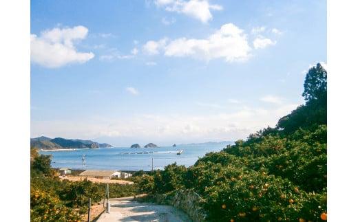 【2026年3月上旬から発送予定】甘夏　家庭用(優品)　10玉