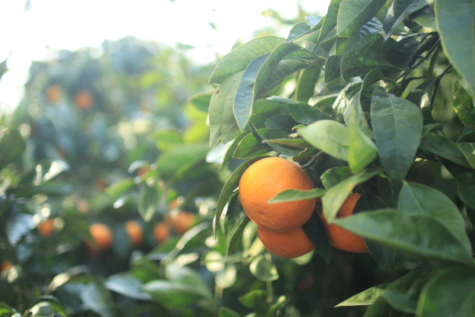 【先行予約】カラマンダリン 家庭用(優品) 約2.5kg & 瀬戸内海の島レモン 3玉 セット | 柑橘 レモン みかん 蜜柑 mikan 檸檬 オレンジ かんきつ セット【2026年3月下旬頃から発送予定】 瀬戸内海 愛媛県 松山市 ココオ Koko'o