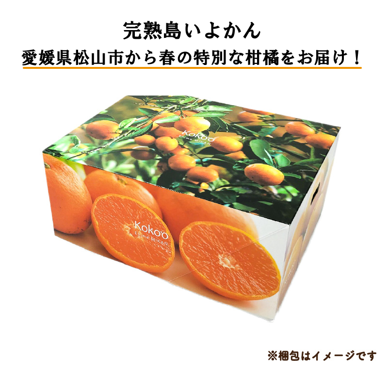【先行予約】 完熟島いよかん (秀品・ギフトBOX入) 約2kg | いよかん 伊予柑 柑橘 みかん 蜜柑 mikan 檸檬 オレンジ おれんじ かんきつ 【2026年2月上旬頃から発送予定】 愛媛県 松山市 ココオ Koko'o (秀品･ギフトBOX入) 約2kg