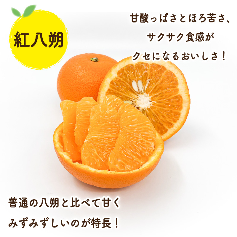 【先行予約】晩柑食べ比べセット～紅八朔&甘夏～(各5玉) | 柑橘 かんきつ 晩柑 紅八朔 甘夏 フルーツ 果物 期間限定 【2026年3月中旬頃から発送予定】愛媛県 松山市 ココオ Koko'o