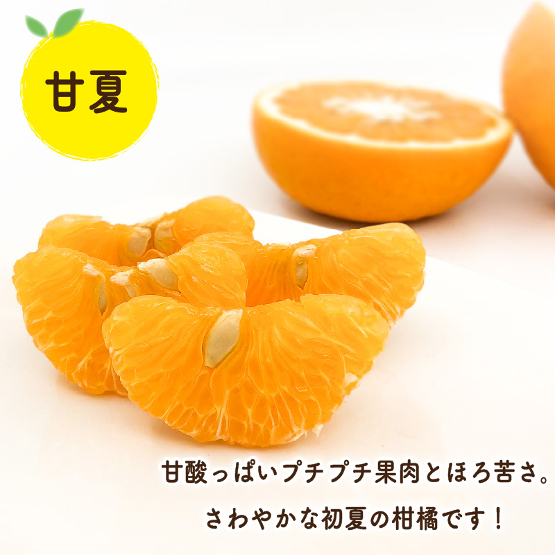 【先行予約】初夏の食べ比べセット～甘夏&河内晩柑～(各5玉) | 柑橘 かんきつ 甘夏 河内晩柑 フルーツ 果物 期間限定 【2026年4月上旬頃から発送予定】愛媛県 松山市 ココオ Koko'o