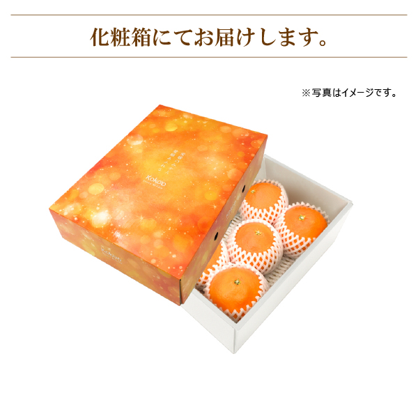 【2025年11月中旬頃から発送予定】 愛果28号  <秀品> 約1.5kg (贈答用化粧箱入り) | 紅まどんな と同品種 あいか28号 みかん 蜜柑 mikan 檸檬 オレンジ 紅マドンナ と同品種 おれんじ かんきつ 先行予約 愛媛県 松山市 ココオ Koko'o