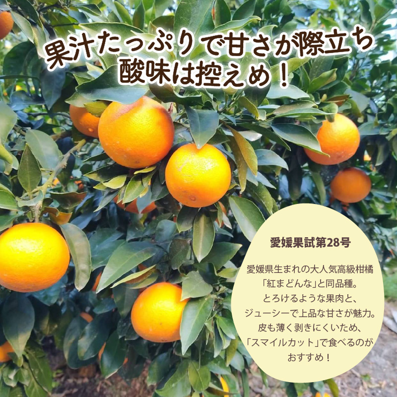 【秀品】 愛果28号 約2.5kg 【12月上旬~1月中旬頃発送予定】 | あいか 愛果28号 紅まどんな と同品種 みかん 柑橘 アイカ 先行予約 ミカン かんきつ 果物 フルーツ おすすめ 蜜柑 送料無料 愛媛県 松山市 【秀品】約2.5kg / 10,000円