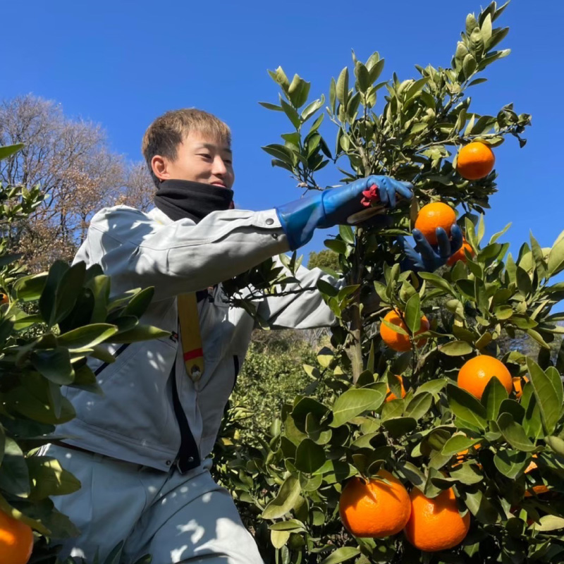 【12月中旬から発送予定】 温州みかん 5kg （ 訳あり ）