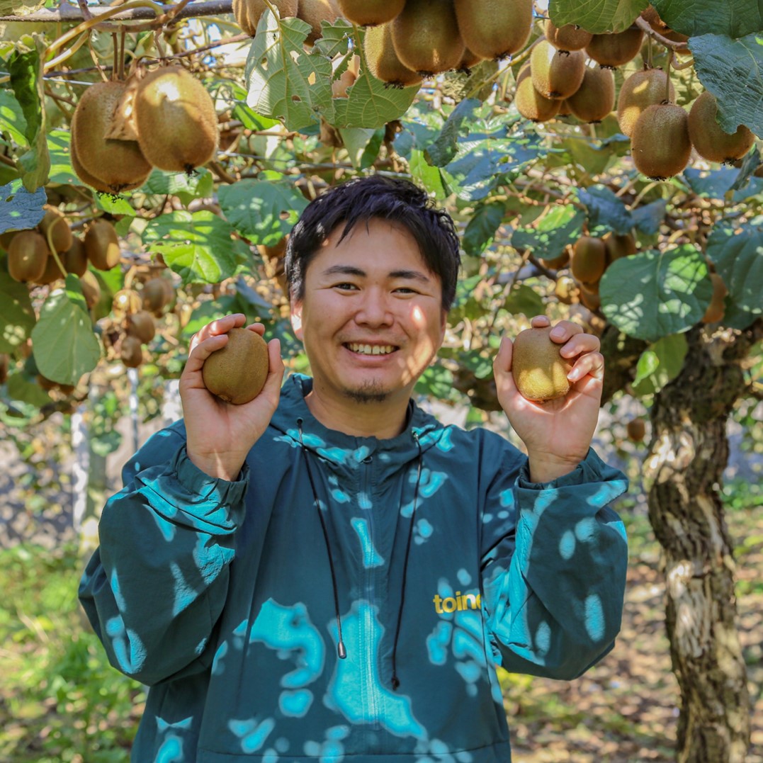 家庭用 キウイフルーツ ヘイワード 約1.5kg 愛媛県産 【1月上旬~2月下旬発送】| 先行予約 キウイフルーツ ヘイワード 農園直送 家庭用 フルーツ キウイ 果物 グリーンキウイ 愛媛県 松山市 おすすめ 人気