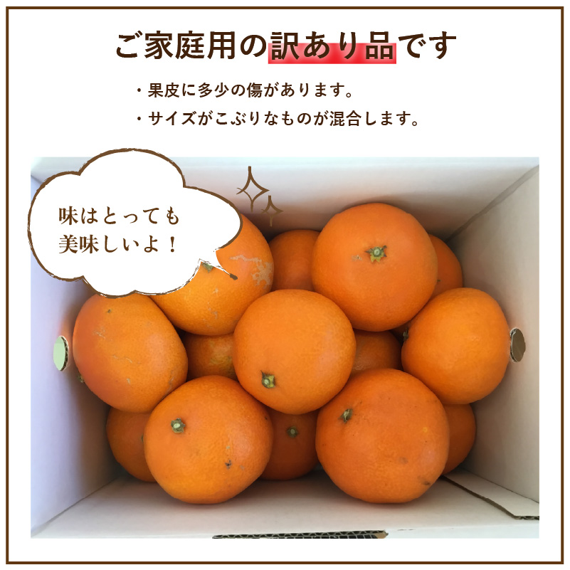 愛媛 みかん 愛果28号 訳あり ご家庭用 5kg あいか 【先行予約 2025年12月上旬から発送】 |  紅まどんな と同品種 柑橘 みかん まどんな ワケアリ 柑橘 みかん 果物  おすすめ 高級 人気 お取り寄せ グルメ ギフト ご当地 送料無料 愛媛県 松山市 訳あり 家庭用 5kg