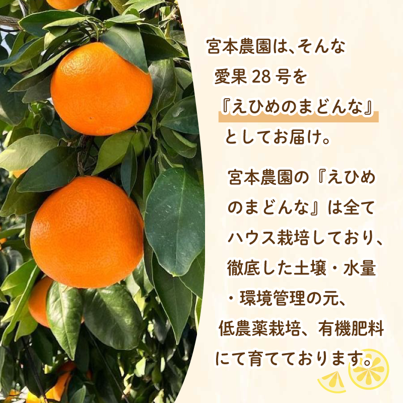 贈答用 愛果28号 (紅まどんな と同品種) 2kg 中玉7-8玉入り 【2025年11月下旬ごろ発送予定】 2kg/中玉7-8玉入り