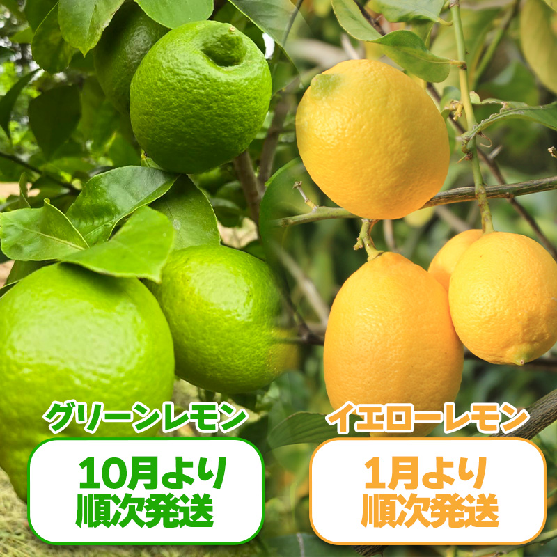 【2025年10月より順次発送】グリーンレモン 約5kg ｜果物 くだもの フルーツ レモン れもん 檸檬 柑橘 防腐剤不使用 ワックス不使用 グリーンレモン ぐりーんれもん 国産 愛媛県産 国産レモン グリーンレモン 約5kg