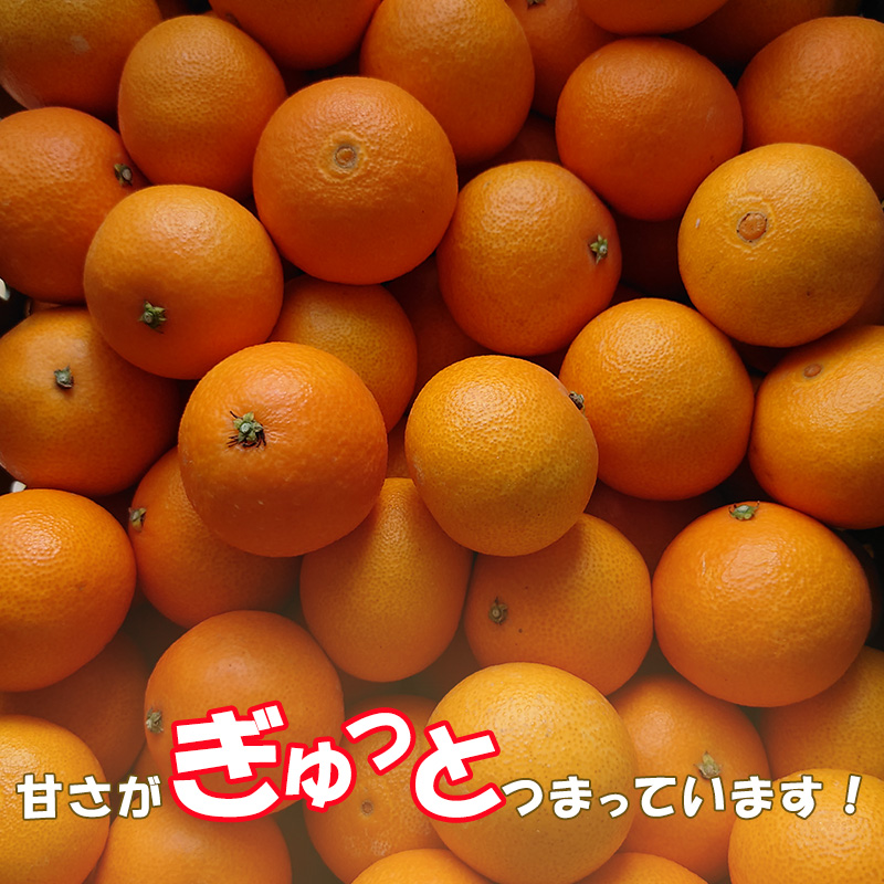 【2025年12月から順次発送】 愛果28号 訳あり 5kg ｜ 紅まどんな と同品種 みかん 愛果 蜜柑 松山市産みかん 柑橘 ミカン 蜜柑 みかん 果物 オススメみかん フルーツ あいか みかん 松山 愛媛 人気のみかん 5kg