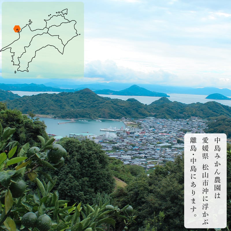 【2026年1月中旬から順次発送】ポンカン 家庭用 2kg ｜ ポンカン みかん 柑橘 蜜柑 松山市産みかん 柑橘 ミカン 蜜柑 みかん 果物 オススメみかん フルーツ みかん 松山 愛媛 人気のみかん 2kg ¥5,000