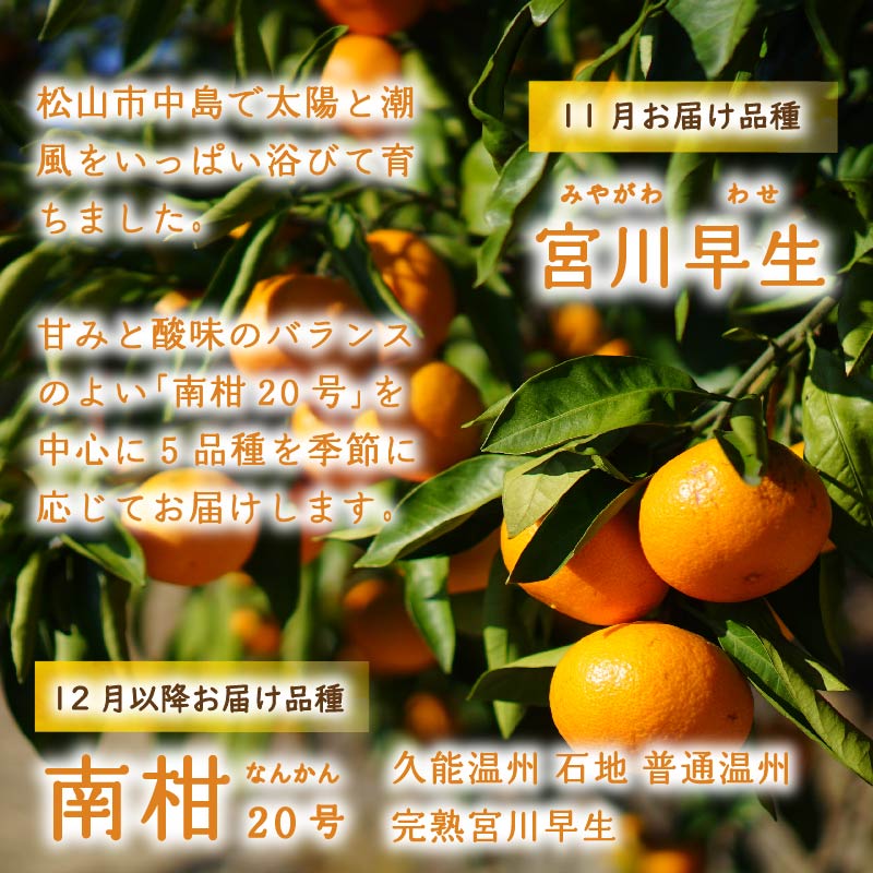 【2025年11月上旬から順次発送】訳あり 温州みかん 5kg 数量選択可 | みかん ミカン 蜜柑 南柑20号 みかん 数量限定 みかん 愛媛県産 みかん 松山市 みかん 中島 みかん 温州みかん みかん 蜜柑 温州みかん ミカン みかん 旬 温州みかん 5kg ¥6,000