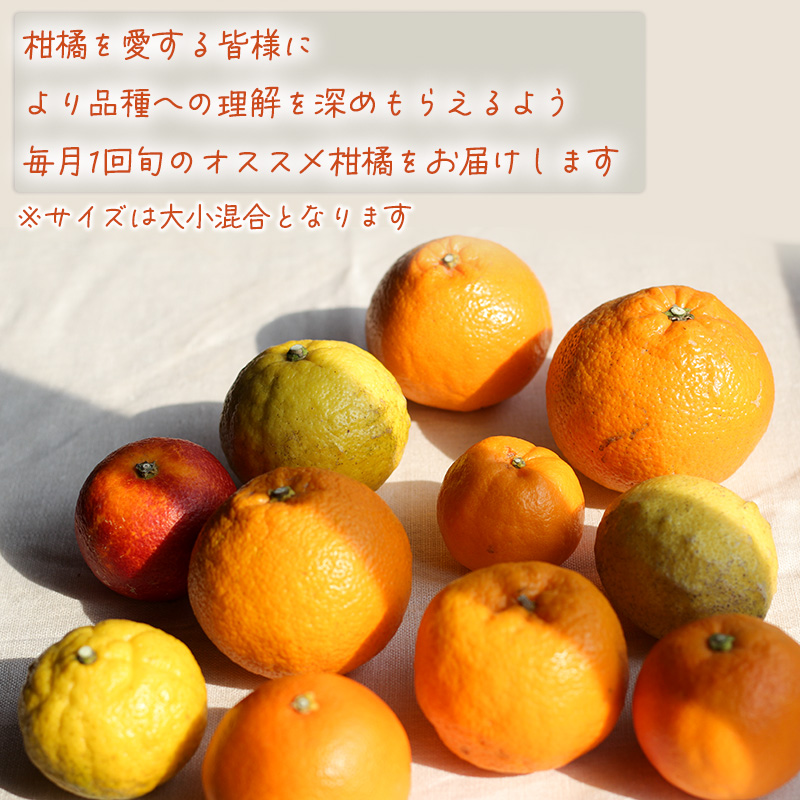 【12月から発送】柑橘定期便 全4回 5kg × 4回 計20kg 品種おまかせ | 家庭用 みかん 温州 蜜柑 ミカン 果物 フルーツ 定期便 旬 季節限定 数量限定 NPO法人農音 愛媛県 松山市 中島 農音 5kg×4回 ¥50,000