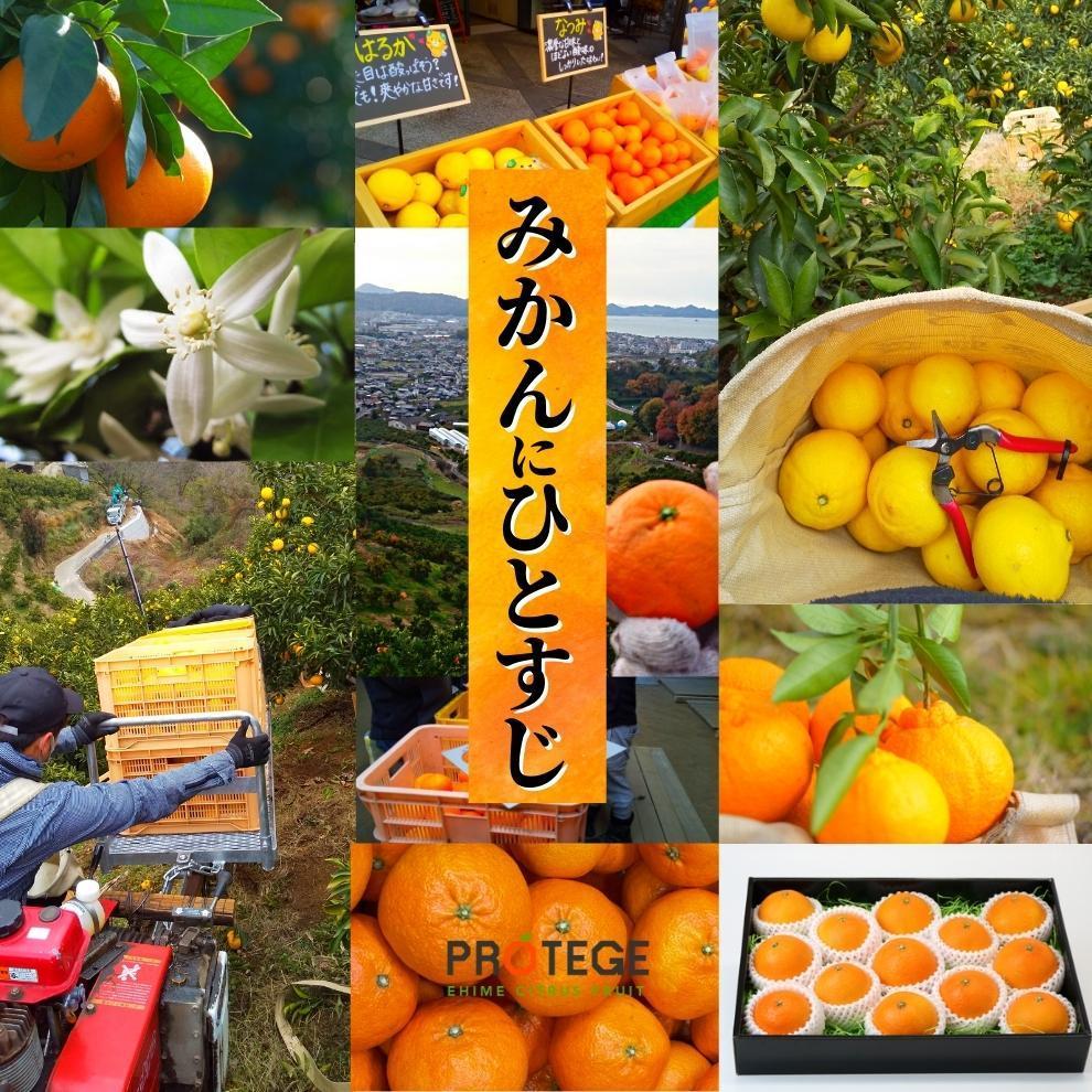 プレミアム 愛果28号 (紅まどんな と同品種) 化粧箱入 【2025年12月頃から順次発送】