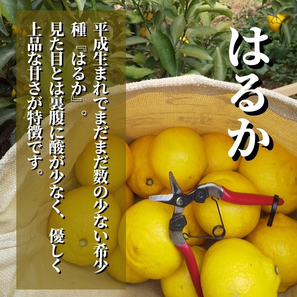 ＜2026年2月頃発送＞ 【先行予約】 【三種のみかん食べ比べ箱】せとか・はるか・宮内伊予柑 （良品）約2.8kg　食べくらべ 愛媛 みかん 詰め合わせ セット 先行予約 蜜柑 柑橘 果物 くだもの フルーツ お取り寄せ グルメ 期間限定 数量限定 人気 おすすめ 愛媛県 松山市