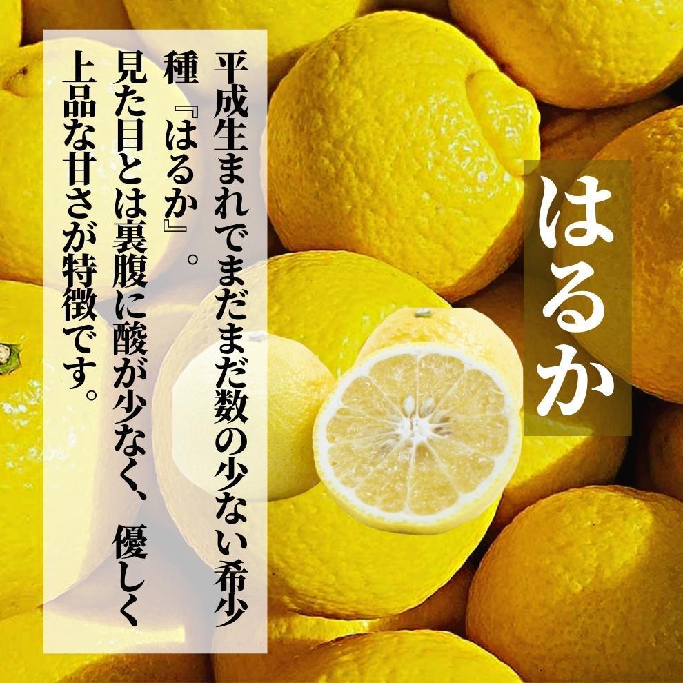 【三種のみかん食べ比べ箱】せとか・はるか・宮内伊予柑 （家庭用）約5kg ＜2月から順次発送＞ （家庭用）約5kg