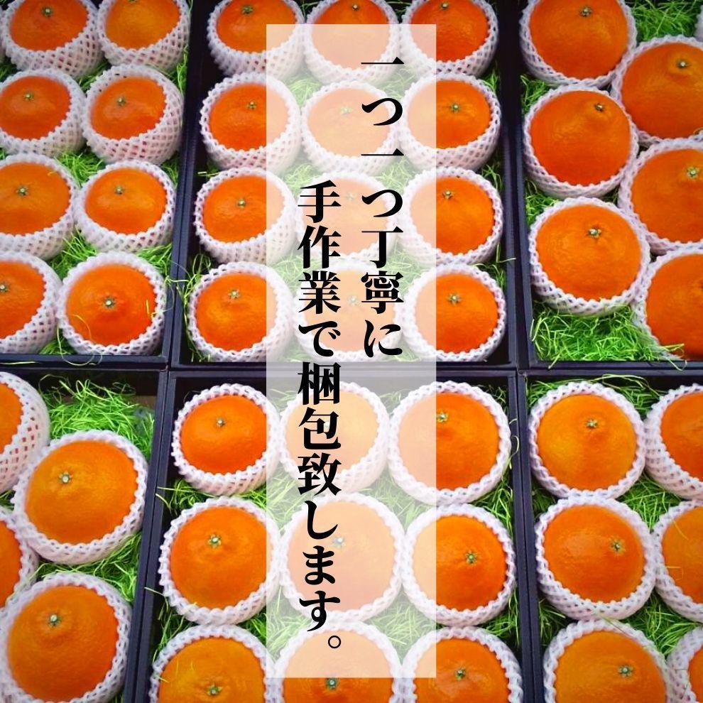  愛果28号 (紅まどんな と同品種) こだわりのハウス栽培 化粧箱入 【2025年12月頃から順次発送】