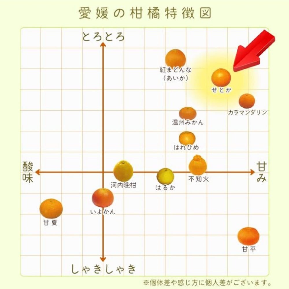 【先行予約】中島産 せとか 2.5kg 家庭用 中島みかんのまこ農園 | みかん ミカン オレンジ おれんじ せとか フルーツ 果物 くだもの 高級柑橘 愛媛県松山市 中島産 柑橘王様