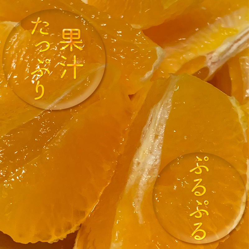 【先行予約】あいか 訳あり ご家庭用 2.5kg 愛果28号 【11月下旬から発送】 | あいか 紅まどんな 紅マドンナ と 同品種 みかん まどんな ワケアリ 柑橘 みかん 果物 おすすめ 高級 人気 お取り寄せ グルメ ギフト 期間 ご当地 愛媛県 松山市 蓮果園 2.5kg ¥12,000