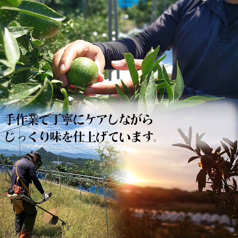 【1月下旬から発送予定】 甘平  家庭用 約2.5 kg Sから4Lサイズ混合 2.5kg ¥13,000