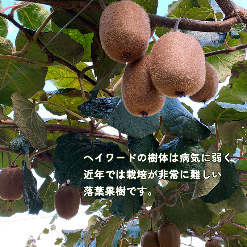 【先行予約】【2025年11月上旬から発送】キウイフルーツ ヘイワード約2.5㎏ 大中小サイズ混合 家庭用 | 松山市産 キウイ 果物 くだもの  フルーツ おすすめ 人気  お取り寄せ 期間限定 数量限定 ご当地 愛媛県 松山市 2.5kg