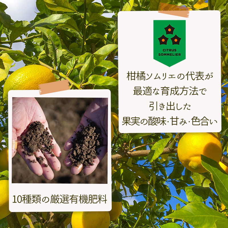 イエロー レモン 家庭用 【 2026年1月上旬から発送】  約5kg 防腐剤 ワックス 不使用｜ 訳あり レモン 檸檬 完熟 柑橘 酸味 国産 愛媛県産 訳あり 新鮮 愛媛 松山 イエローレモン 5.0kg ?10,000