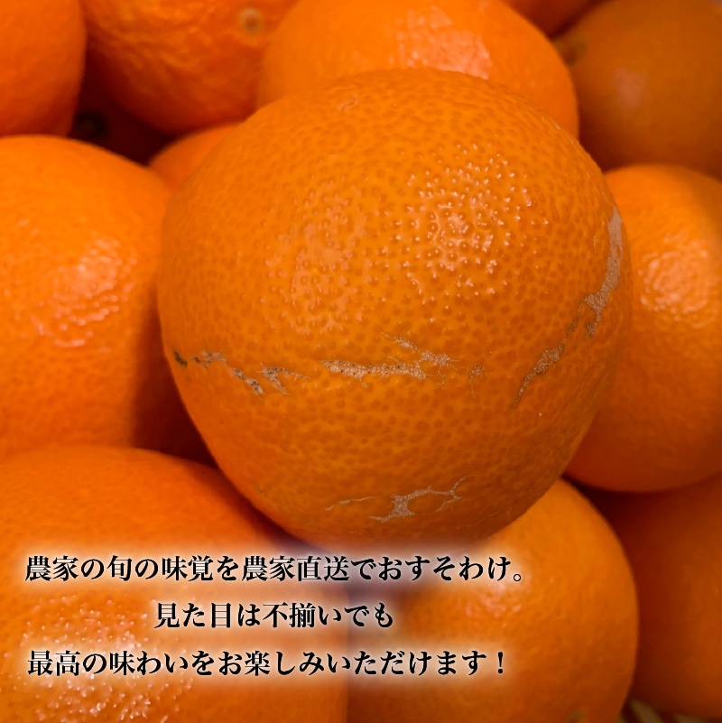 【先行予約】【3月上旬から発送】 愛果48号 家庭用 約2.5kg | あいか48号 B品 大中小サイズ混合 ※ 紅プリンセス と同品種 みかん ミカン 蜜柑 果物 くだもの フルーツ 高級 贈答 ギフト 贈り物 柑橘 柑橘類 かんきつ 愛媛果試第48号 常温 国産 愛媛 愛媛県 松山市 2.5kg ￥15,000