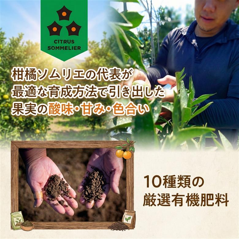 せとか 家庭用 1.0kg 【順次発送中】  | セトカ みかん 蜜柑 柑橘 甘い 高級 先行 予約 果物 フルーツ おすすめ 人気 愛媛三大柑橘（ 紅まどんな せとか 甘平 ） 愛媛 松山 お試し 1kg ¥5,000