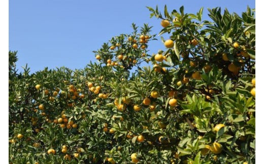 【11月中旬ごろから順次発送】ごご島みかん 約5kg | みかん 蜜柑 柑橘 青果