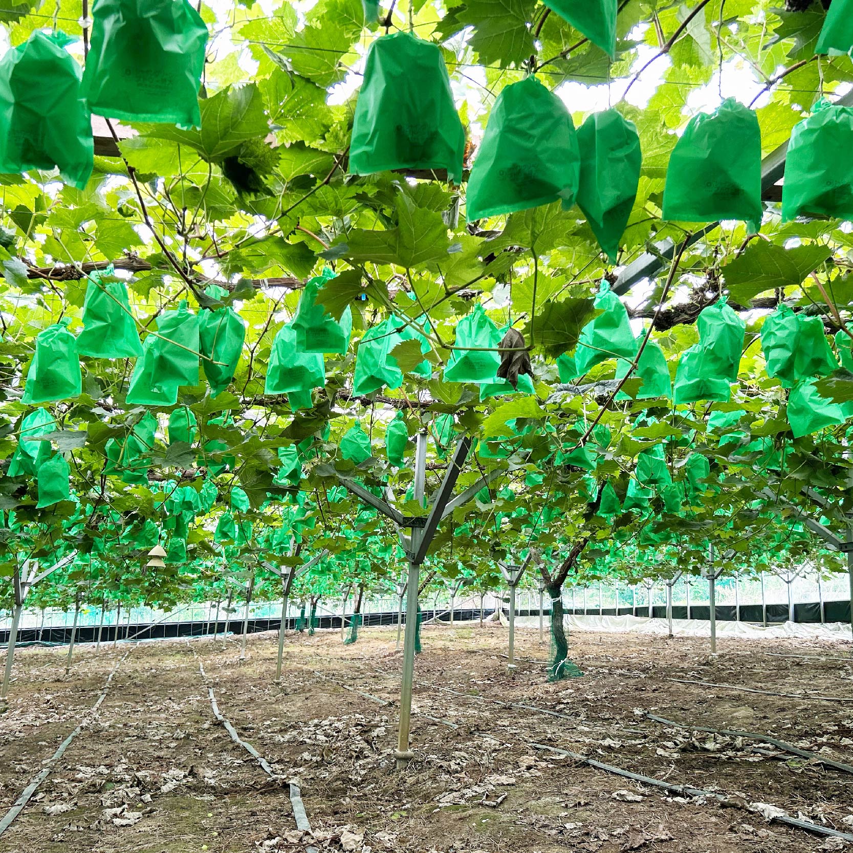 【先行予約】シャインマスカット 約 2kg ( 4 ～ 5 房入り )  伊台･高原ぶどう