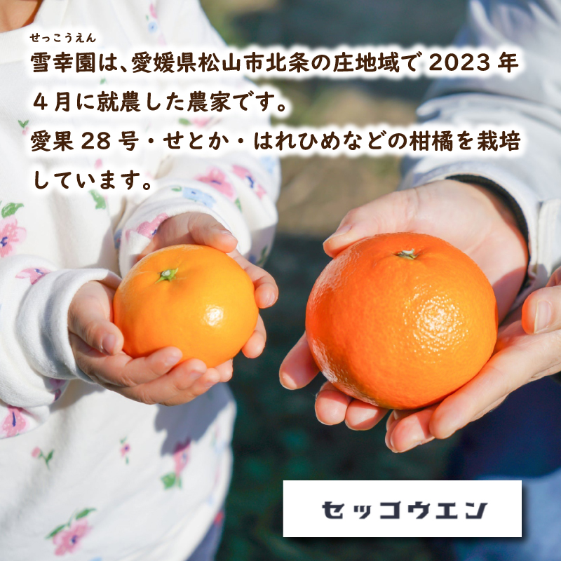 【3月中旬から発送】 せとか (家庭用) 約2kg | 予約販売 みかん 柑橘 せとか 早期予約 蜜柑 みかん 愛媛県 松山市