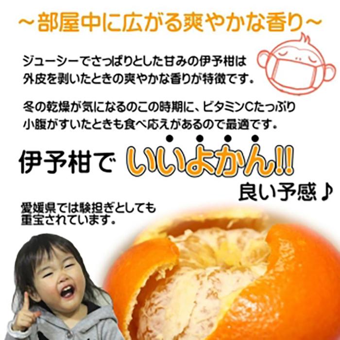 【先行予約】【2026年2月上旬頃発送】【特選】玉井農園のいよかん 5kg（3L～Lサイズ）