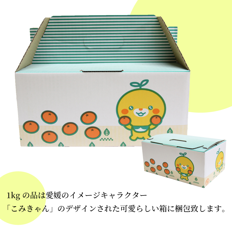 【先行予約 2026年8月下旬から発送】  シャインマスカット 1kg または 2kg 秀品 シャインマスカット マスカット ますかっと ぶどう ブドウ 葡萄 種無し 果物 くだもの フルーツ 旬 期間限定 愛媛県 松山市 2kg(4房または5房) ￥20,000