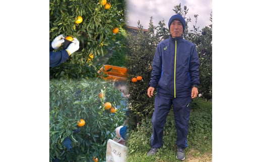 甘平 家庭用 5kg 【1月下旬から発送】 5kg ¥41,000