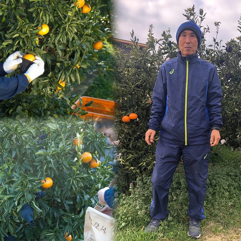 せとか 家庭用 2.5kg 【2月中旬から発送】 2.5kg / 11,000