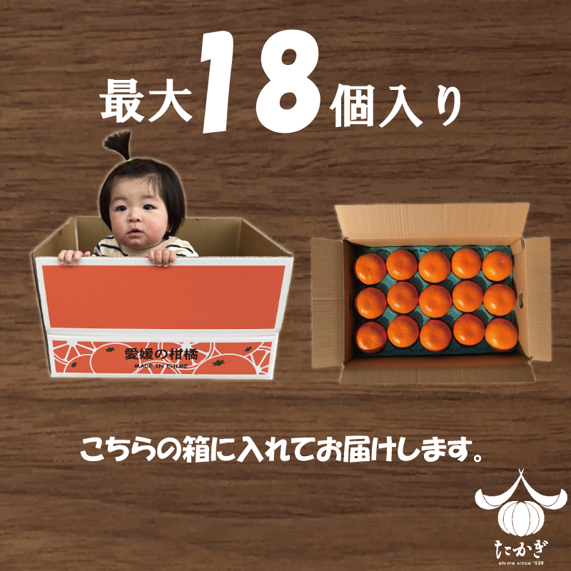 せとか 15個~18個入