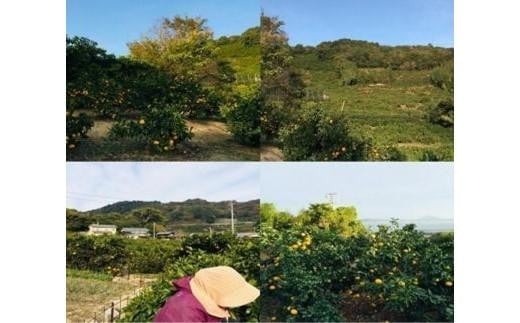 【2026年2月下旬より発送】 せとか 4kg 【B級品】| 柑橘 みかん せとか 果物 愛媛県 松山市 田村農園