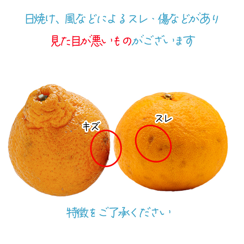 不知火 しらぬい 約5kg  家庭用【2月下旬から順次発送】でこぽんと同品種