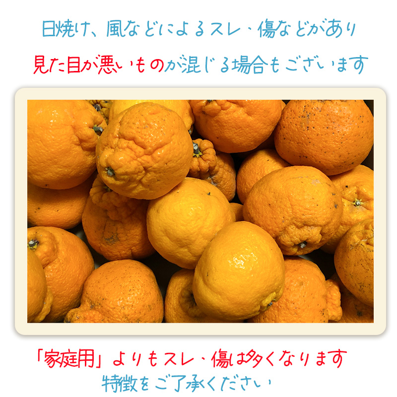 不知火 しらぬい 訳あり 約5kg 【2月下旬から順次発送】でこぽんと同品種