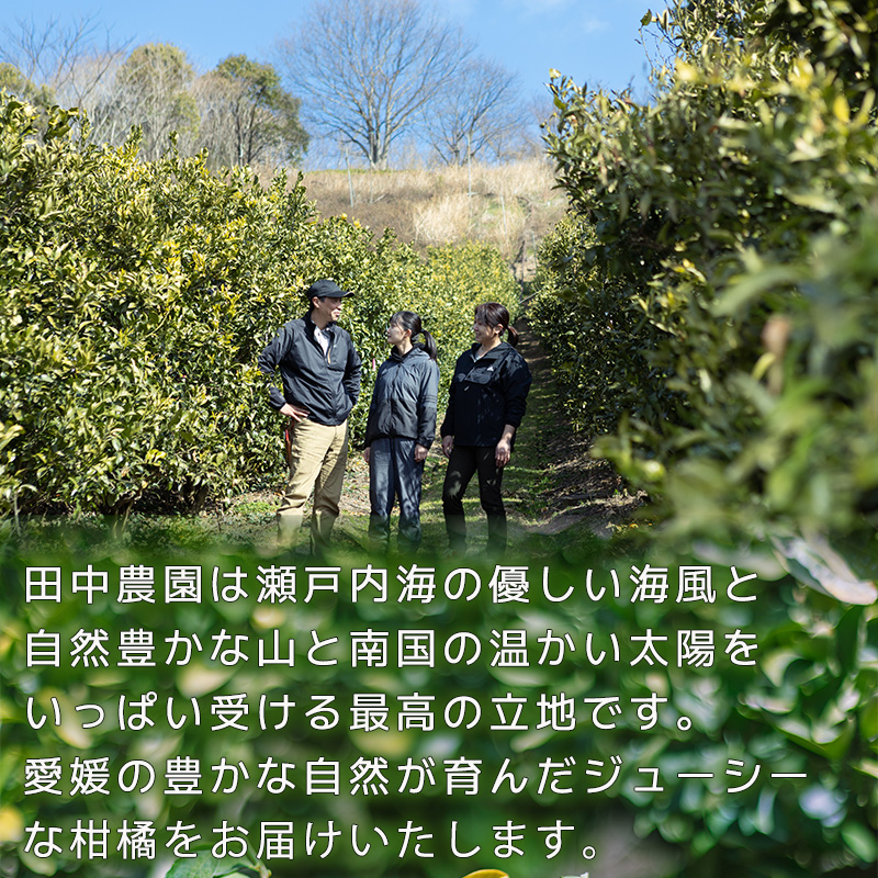 伊予柑 いよかん 約10kg 秀品【1月上旬から順次発送】