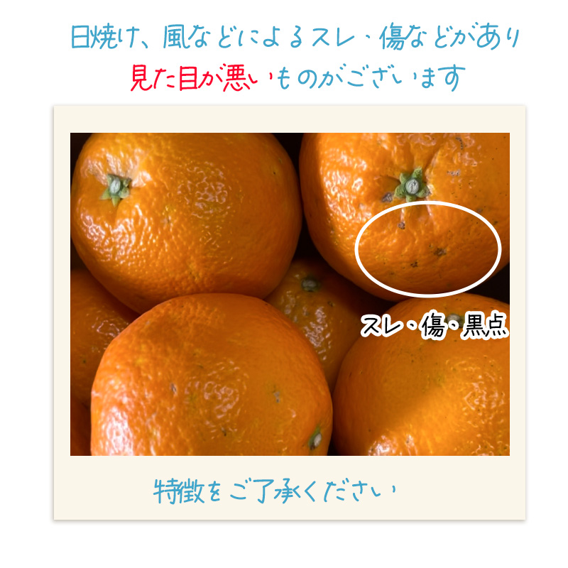 伊予柑 いよかん 約10kg 【家庭用】【1月上旬から順次発送】