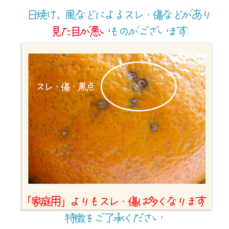 伊予柑 いよかん 約10kg 【訳あり】【1月上旬から順次発送】