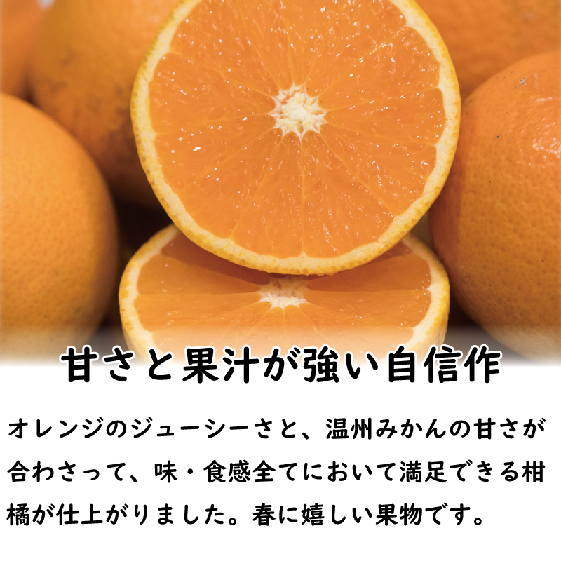 訳あり 清見タンゴール M-3L 約2kg みかん ミカン 柑橘 フルーツ 果物