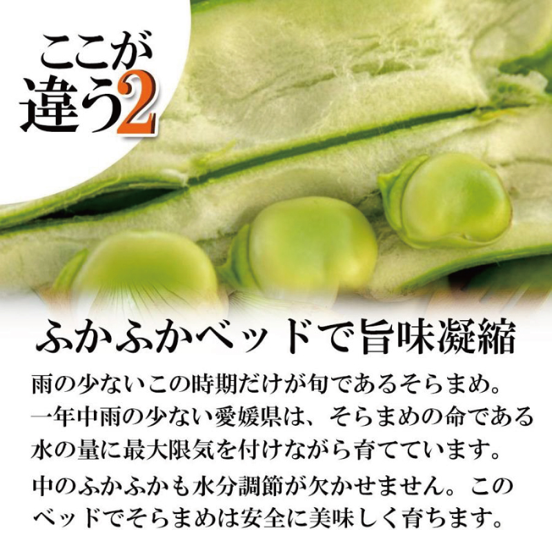【期間限定】 訳あり そら豆 約1.5kg ( 訳あり 野菜 ソラマメ そらまめ 旬の野菜 松山 愛媛県 )